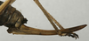 CollectionObject 1535947; 68717e0d-0d0f-4786-862b-46189a8daa14: female ovipositor (syntype). (CollectionObject).