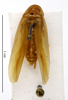CollectionObject 1587243; MNHN(SF IMPORT DUPLICATE) MNHN-EP-EP1193, 4536d30c-c619-405e-962b-867ce24c1490: CC BY-NC-ND 4.0/MNHN - Depraetere Marion - 2014. Non type, male. Specimen number: MNHN-EP-EP1193. http://coldb.mnhn.fr/catalognumber/mnhn/ep/ep1193. (CollectionObject).