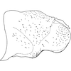 Pygofer, lateral view on Arboridia (Arboridia) baiyunensis Song & Li, 2013: (Observation).