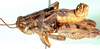 male, lateral view. Depicts Acrophymus squamipennis (Brancsik, 1897), an Otu.