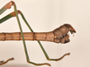 CollectionObject 1560999; 524f3dff-de75-4d3e-940d-8a4ce011418b: copyright OUMNH. male: end of abdomen, lateral view of Lonchodes forcipatus (syntype). (CollectionObject).