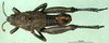 CollectionObject 1502662; c531e53b-88f5-4b00-8a91-e06e475acdc6: male, dorsal view (paratype). (CollectionObject).