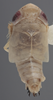 Habitus, dorsal view on Athysanella (Athysanella) marthae Blocker, 1988: Dorsal - Male. (Observation).