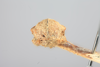 Head: (Observation).