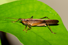 CollectionObject 2286736; 8b04c3e3-8d77-4f37-b68c-f1f68ba1e98f: male. (CollectionObject).