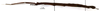 CollectionObject 1567325; 23fe7115-76fd-451c-a29c-0725c27dee48: copyright MNHN, Paris. female, lateral view (holotype). (CollectionObject).