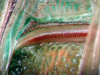 CollectionObject 1500540; 4e41bf74-478d-47b0-9906-0ab024fe0b45: stridulatory file (holotype). (CollectionObject).