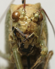 CollectionObject 1582529; 1a2b6839-ab98-4c14-81cd-21b02294dad4: female face (syntype). (CollectionObject).