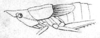 Mygalopsis ferruginea Redtenbacher, 1891: Pl. III, Fig. 10. habitus, lateral view (probably female, pronotum length 7mm, tegmina 7 mm). (Otu).