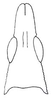Atractomorpha acutipennis acutipennis (Guérin-Méneville, 1844): Fig. 29.3. male head, dorsal view. (Otu).