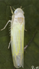 Habitus, dorsal view on Edwardsiana plebeja (Edwards, 1914): Habitus (female). (Observation).