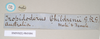 CollectionObject 1562285; NHMUK(SF IMPORT DUPLICATE) 845096, 2604a516-7075-407e-9b68-ad00bbfd3aa9: copyright Natural History Museum, London. female, data labels of Trigonoderus childreni (syntype). (CollectionObject).