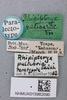 CollectionObject 2046285; 985dd4de-85f7-46f6-ae3c-7100b5e63c6f, NHMUK015982090: Mirhipipteryx pulicaria (Saussure, 1896). Label. (CollectionObject).