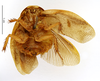 Gyna maculipennis (Schaum, 1853): CC BY-NC-ND 4.0/MNHN - Depraetere Marion - 2014. Type, male, of fervida Saussure, 1864. Specimen number: MNHN-EP-EP1330. http://coldb.mnhn.fr/catalognumber/mnhn/ep/ep1330. (Otu).