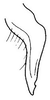 Stylus on Bahita palliditarsis (Stål, 1862): Bahita palliditarsis, stylus, ventrally. (Observation).