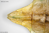 CollectionObject 1588244; MNCN(SF IMPORT DUPLICATE) 110705, bc1708c3-463b-4c5b-a1bc-b53609e7eab1: copyright MNCN, Madrid. female: end of abdomen, ventral view (holotype). (CollectionObject).