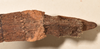 CollectionObject 1559198; 8e5d9e49-4ada-48b3-bb2f-9d7fccc501f8: copyright OUMNH. female: end of abdomen, dorsal view of synonym Anophelepis vittatus (syntype). (CollectionObject).