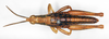 CollectionObject 1578643; a4cce91d-94bd-41c0-9aa0-abb693f6c31a: male, dorsal view (paralectotype). (CollectionObject).