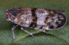 Live specimen on Cixius (Acanthocixius) heydenii Kirschbaum, 1868: (Observation).