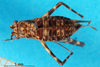 CollectionObject 1502151; db9096ab-49db-4bef-88f1-e8d2d6be96f4: female, dorsal view (paralectotype). (CollectionObject).