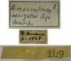 CollectionObject 1542960; d796462c-2c25-4a63-b22a-055882e9ce94: male, labels (paratype). (CollectionObject).