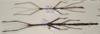 CollectionObject 1559455; 074a88fb-80d2-48ca-a64e-7f39a18ee956: copyright OUMNH. female and male (paratypes). (CollectionObject).;CollectionObject 1559456; 55778166-94b0-401a-80bc-094056c37387: copyright OUMNH. female and male (paratypes). (CollectionObject).
