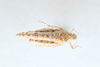 CollectionObject 2712887; 1329f2ff-b017-4ee3-ba4c-e8dc7eb03c15: Astehelius crypticus. Astehelius crypticus Female (Dorsal) Paratype. (CollectionObject).