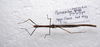 CollectionObject 1581333; 1b309cc3-7a89-44be-9d58-f8ad87540c99: copyright ZRC Singapore. male, dorsal view (paratype). (CollectionObject).