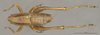 CollectionObject 1597299; a7b754e6-7912-4bd6-b8c6-2a6a317514e8: Male, dorsal view (paratype). (CollectionObject).;CollectionObject 1597300; 06aeebe9-d116-47aa-aea5-d6707570be3e: Male, dorsal view (paratype). (CollectionObject).