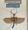 CollectionObject 1560336; NMW 1133, bd3f350f-af32-4c51-a412-431fb009cc79: copyright NMW, Vienna. male (holotype). (CollectionObject).