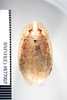 CollectionObject 1573266; 14892d3c-2393-499b-947b-fcacf54a6ddb: Copyright NHM, London. Female: dorsal view, non-type. (CollectionObject).