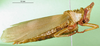 CollectionObject 1501823; 221055d6-1d14-47a2-b08d-ee60a4376636: female, lateral view (syntype). (CollectionObject).