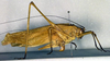 female, lateral view (holotype). Depicts CollectionObject 1500613; 988056b6-7810-4da1-ad32-83d9af9af3df, a CollectionObject.