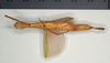 CollectionObject 1559848; 31b82a70-6ea2-4d95-bb1d-5f8c9144f294: copyright MIZ. female, ventral view of Marmessoidea phluctainoides (syntype). (CollectionObject).