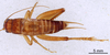 CollectionObject 1522860; f433d356-ecf2-47c0-bea5-0283d0563ff6: Male, dorsal view (holotype). (CollectionObject).