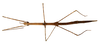 CollectionObject 1557920; NMW 399, dfa1cd39-21cc-4686-b77b-45cdce2c79b8: copyright NHMW, Vienna. female Gratidia bituberculata, dorsal view (syntype). (CollectionObject).