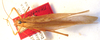 CollectionObject 1543528; 84a3bf40-ab9c-41f6-8852-fad03c794285: female, dorsal view (syntype). (CollectionObject).