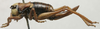 CollectionObject 1535968; 447d7091-fcad-48f0-9081-27e7b245c32e: female, lateral view (paratype). (CollectionObject).