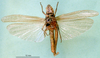 CollectionObject 1591806; DORSA BA00038S01, c96daaec-267f-4112-9194-01e5c673e1d4: female, ventral view (syntype of Gryllus bicolor). (CollectionObject).