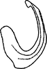 Aedeagus, lateral view on Euscelidius spathulatus Logvinenko, 1977: reproduced from Logvinenko, 1977. (Observation).