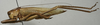 CollectionObject 1535917; 79e04f77-f881-4dab-b6d2-3e0663f30d90: female, lateral view (allotype). (CollectionObject).