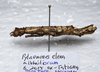CollectionObject 1576543; 7b570a25-de22-47bb-a223-c1f7a2602d9f: copyright ZRC, Singapore. female, lateral view (paratype). (CollectionObject).