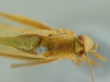 CollectionObject 1476183; 71178f05-e017-413e-bc0b-d5d8364be1be: male head and pronotum, dorsal view (holotype). (CollectionObject).
