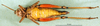 CollectionObject 1501789; 90b30c32-16a5-4a96-baf7-b29902f529e9: female, ventral view (allotype). (CollectionObject).