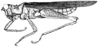 Ommexecha brunneri Bolívar, 1884: Fig. 33. male habitus. (Otu).