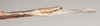CollectionObject 1561031; NHMUK(SF IMPORT DUPLICATE) 845178-845179, de869378-04ec-471e-8e79-2962a388ba6d: copyright Natural History Museum, London. female: end of abdomen, lateral view of synonym Bacillus coccyx (syntype). (CollectionObject).