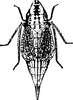Habitus, dorsal view: !! display not done !! on Dicyphonia ornata (Baker, 1900): Habitus (female). (Observation).