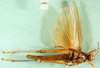 CollectionObject 1501218; 5771afc0-fc59-4e93-84a5-2a01b8b0f463: female, ventral view (lectotype). (CollectionObject).