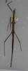 CollectionObject 1561034; 16a9ab02-2dae-4354-8b5d-df1ef0660747: female paratype (SAMC). (CollectionObject).;CollectionObject 1561035; e4a94712-6c08-4c05-9988-7921d5f25404: female paratype (SAMC). (CollectionObject).