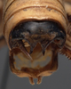 CollectionObject 1505811; 0073fc1d-39cc-457e-8e29-8e874eae24d1: male abdomen tip, caudal view (holotype). (CollectionObject).